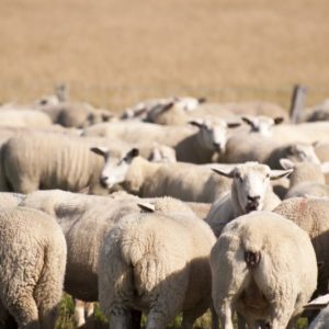 Erholung auf dem Land zwischen Schafen